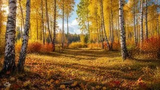 Puzzles Forest