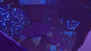 Micronova