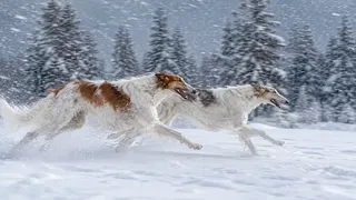 Puzzles: Dog