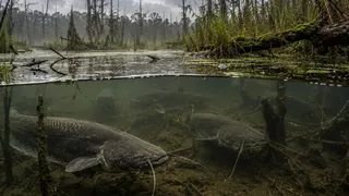 Puzzles: Fish