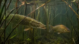 Puzzles: Fish