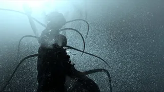 The Shimoda Rift