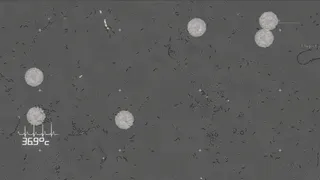 Germ Swarm: Evolution & Mutation