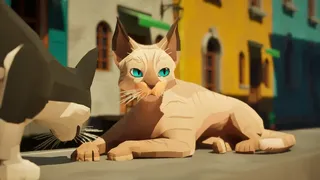 Cat a Photo