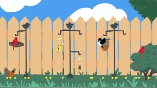 Backyard Birdwatching