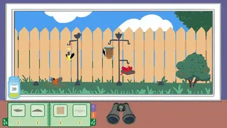 Backyard Birdwatching