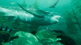 Paleo Dive
