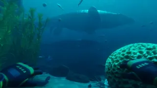 Paleo Dive