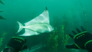 Скриншот 6 к игре Paleo Dive