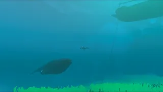 Enchanted Oceans Inc.