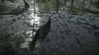 Pro Tukey Hunting
