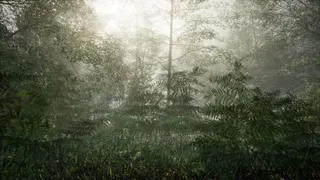 Obey the Rules: Forest