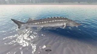 Rogoz Fishing