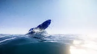 Still Wild