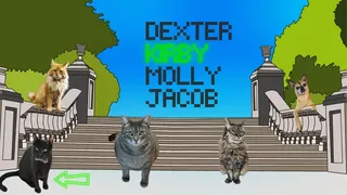 Adventures of Norman the Cat