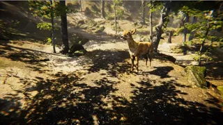 Animal
