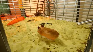 Скриншот 5 к игре HAMPTER