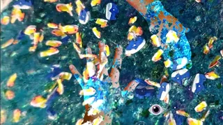 Overstimulacrum