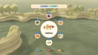 Paddle Cats