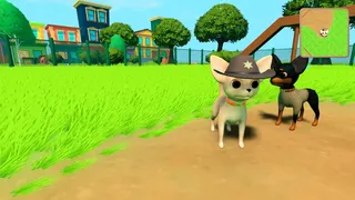 Not a Dog