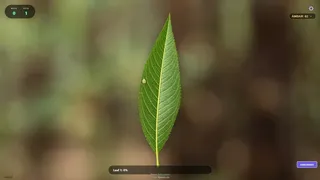 Butterfly Project