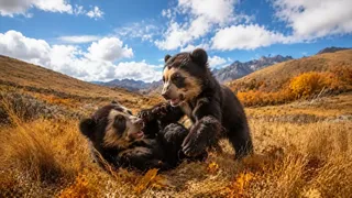 Puzzles Bears