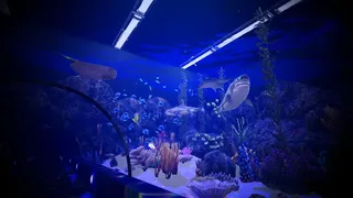 Aquarium Anomaly