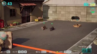 Cat Meow-tilation