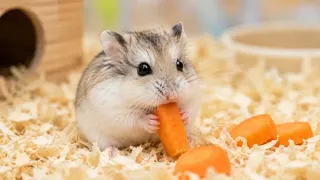 Puzzles Hamster