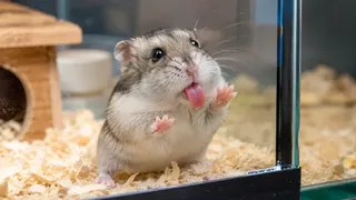 Puzzles Hamster