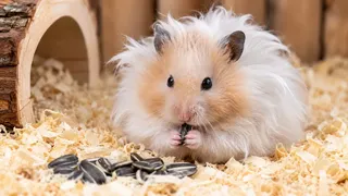 Puzzles Hamster