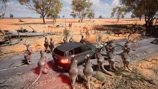 Australian Hunter