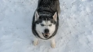 Puzzles Evil Dogs