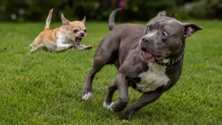 Скриншот 5 к игре Puzzles Evil Dogs