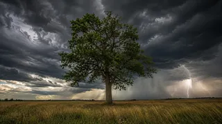 Puzzles Trees