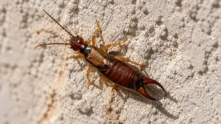Puzzles Insect