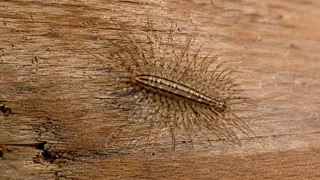 Puzzles Insect
