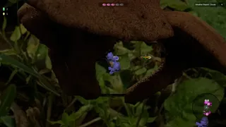 Shroomocracy! And The Wand Of Ages