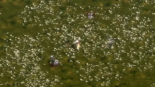Ichor Online