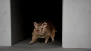 I Keep Reincarnating as a Rat in the Mad Scientist’s Maze