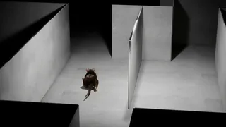 I Keep Reincarnating as a Rat in the Mad Scientist’s Maze