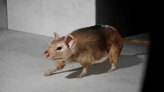 I Keep Reincarnating as a Rat in the Mad Scientist’s Maze