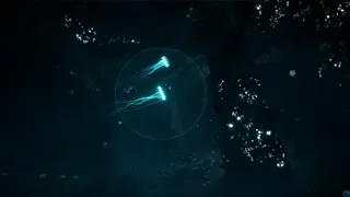 JELLYFISH