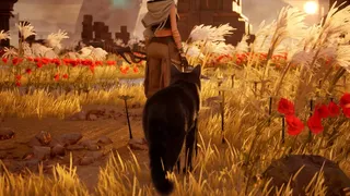伊始之猫