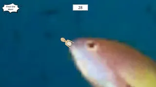 Скриншот 5 к игре 崩老头