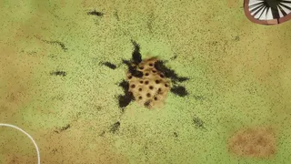 Ant Mill Inc