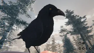 Witchwedge
