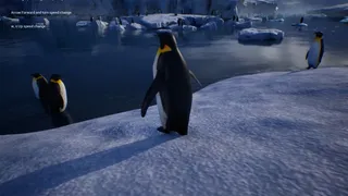 Life of a Penguin