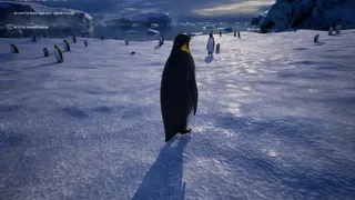 Life of a Penguin