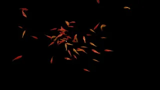 Скриншот 2 к игре Goldfish Simulator